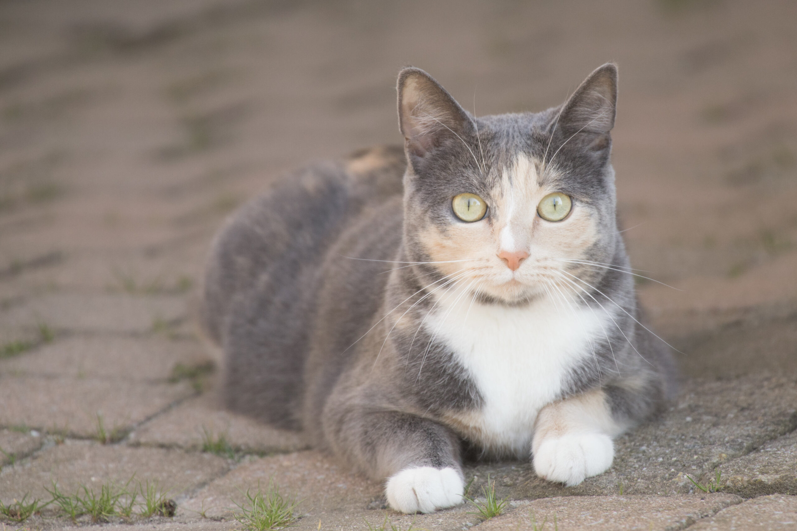 HUISDIEREN FOTOSHOOTS