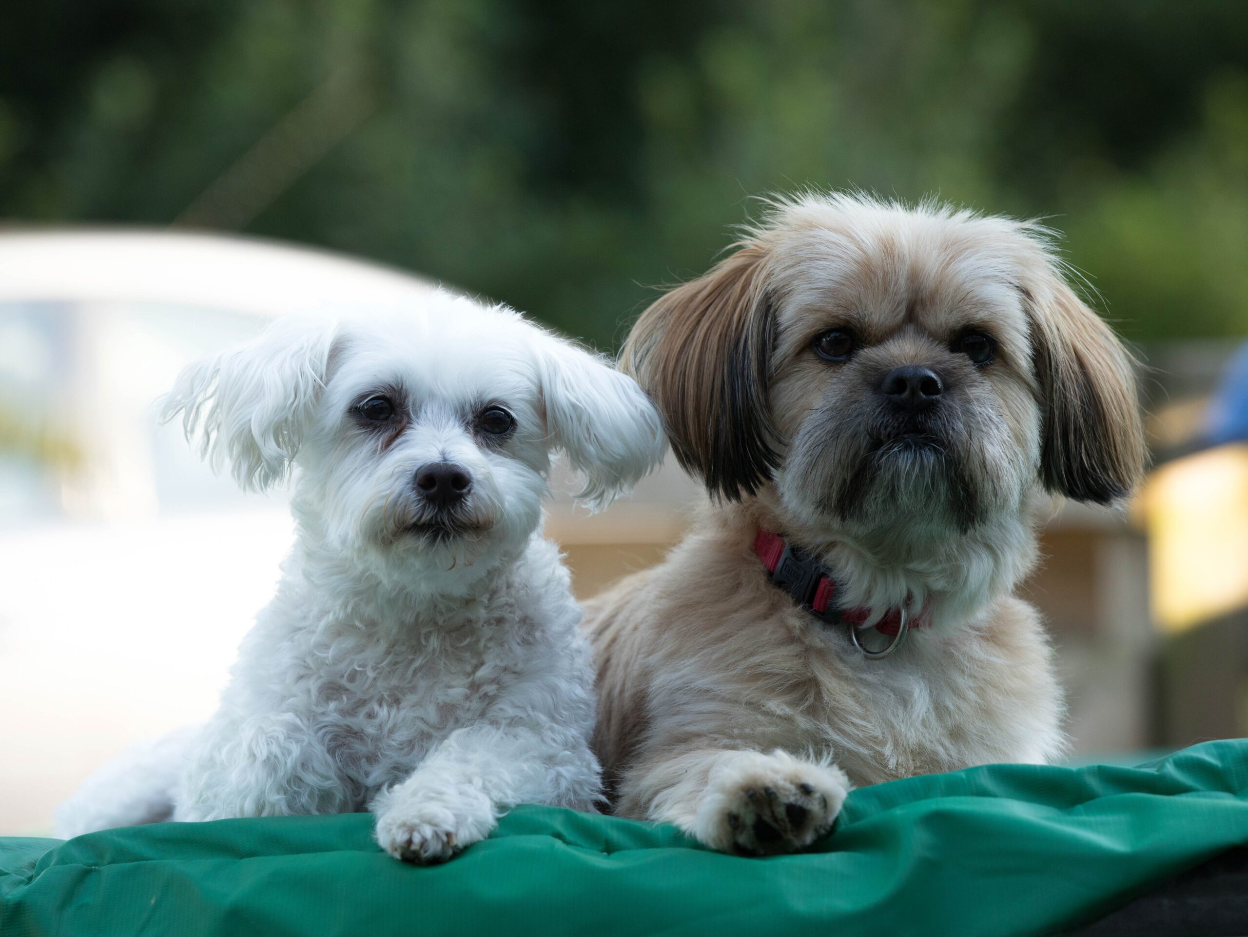 HUISDIEREN FOTOSHOOTS