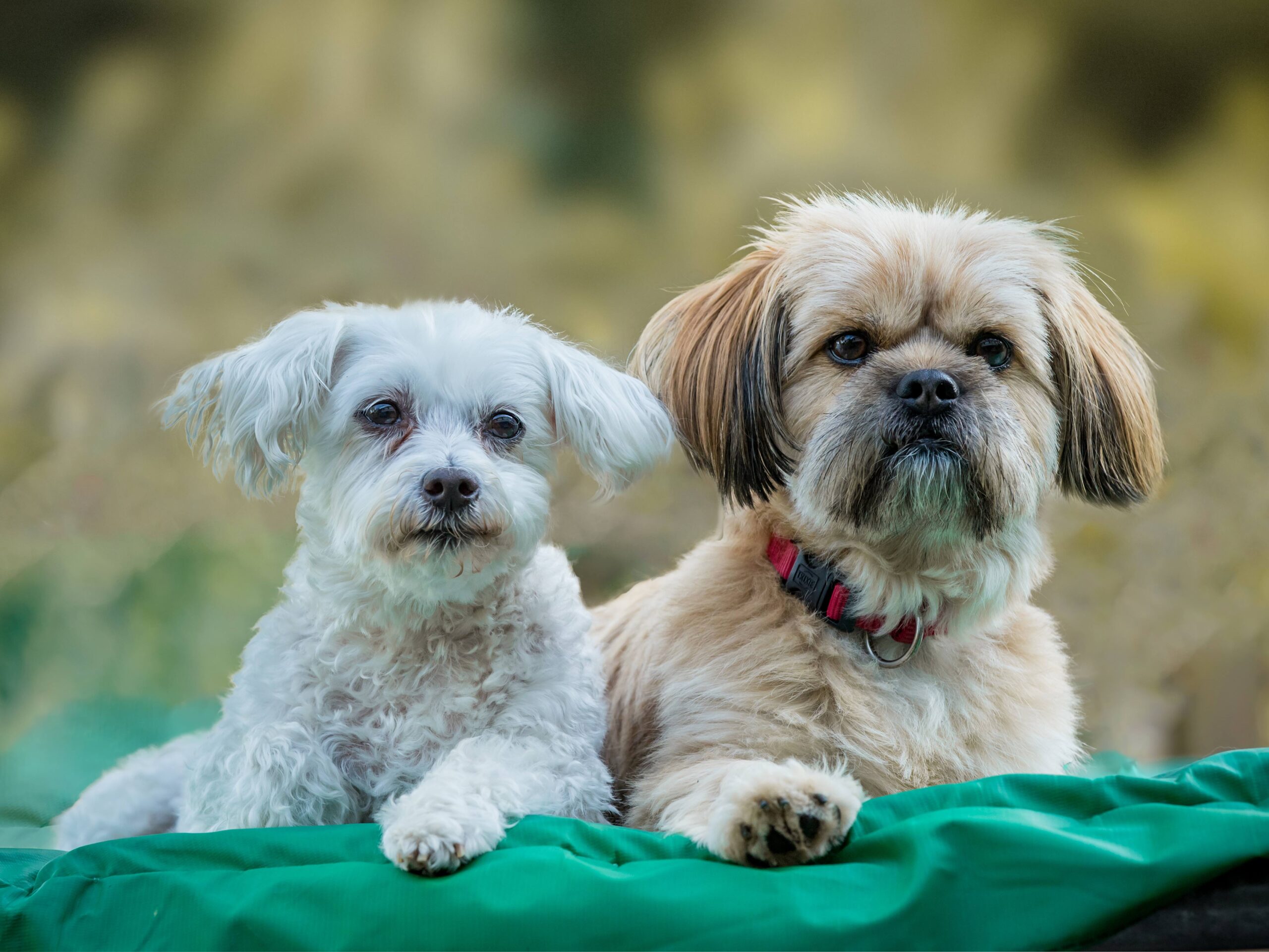 huisdierenfotografie honden