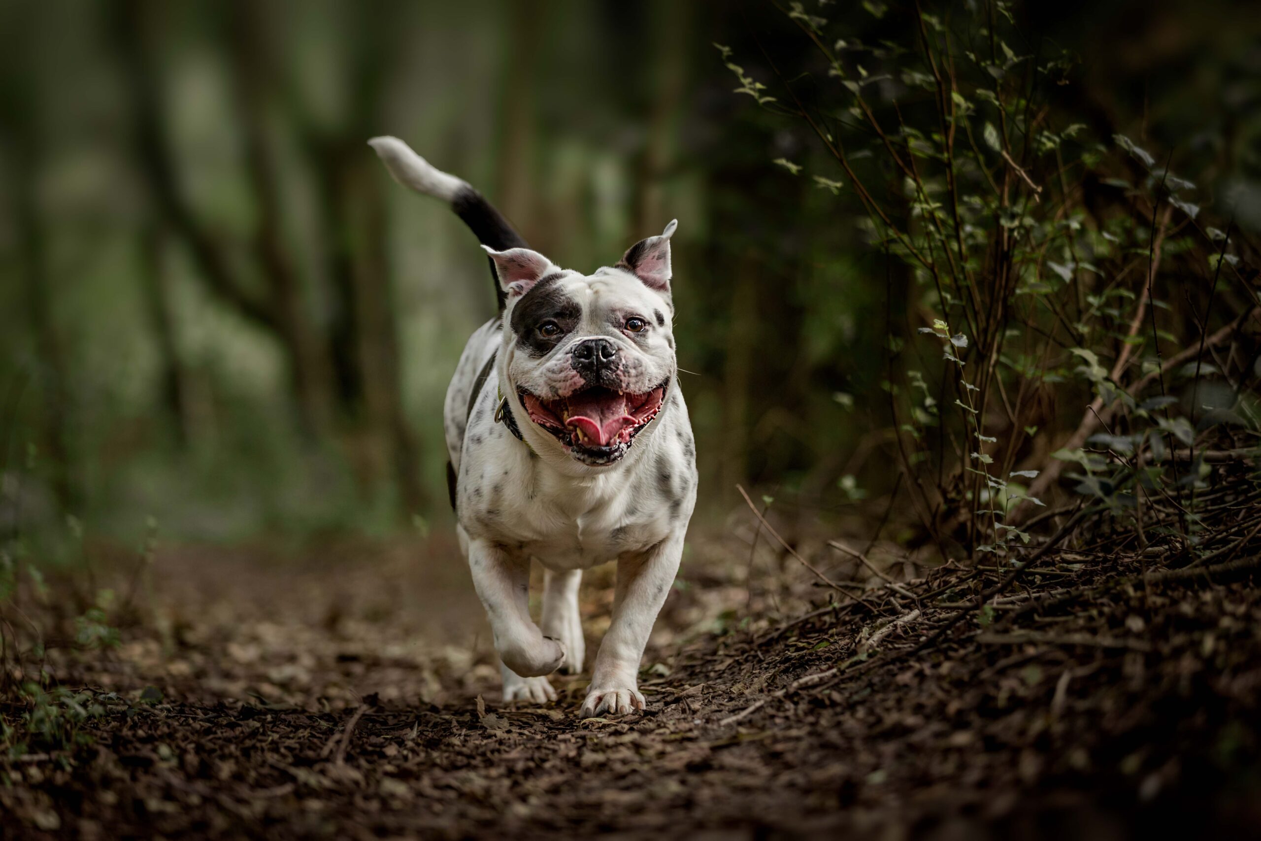 4Arie Bos Glimlach WEB huisdierenfotografie honden
