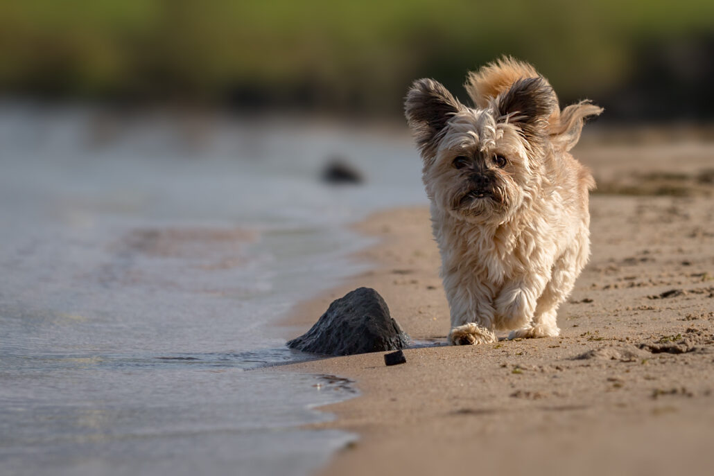 Zoë Strand1 huisdierenfotografie honden