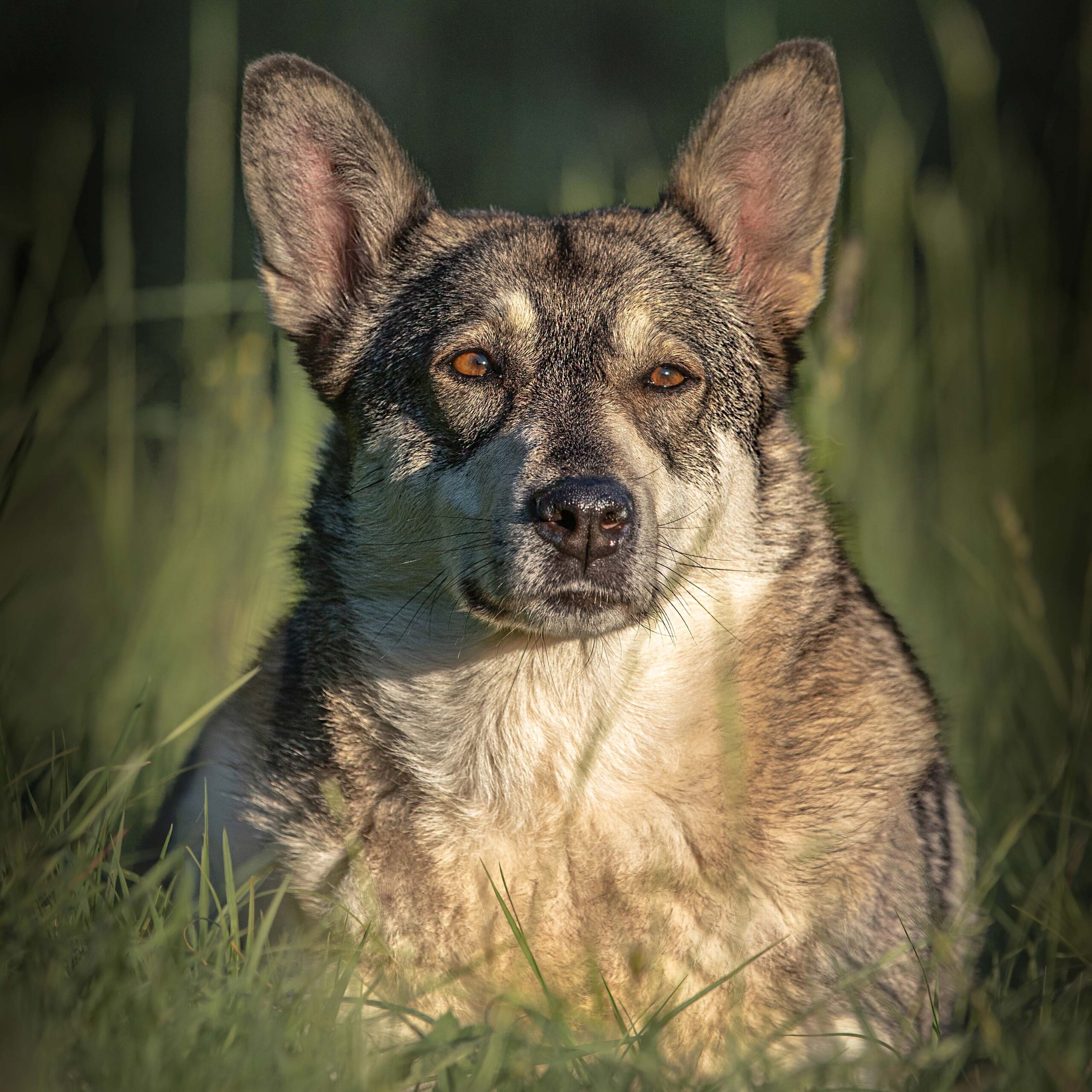 11 webWolfshond opnieuw huisdieren-fotoshoot